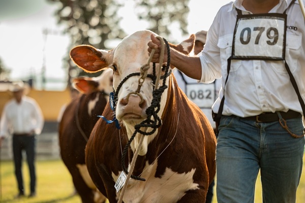 Nacional Braford abre el calendario ganadero con casi 500 animales y una propuesta integral de genética, negocios y experiencia