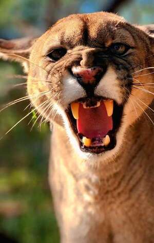 Murió “Cola”, uno de los primeros pumas nacidos en cautiverio en Paraguay - Nacionales - ABC Color