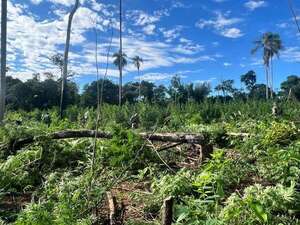 Golpe al narcotráfico: destruyen cultivos y campamentos clandestinos en Reserva Morombí - Policiales - ABC Color