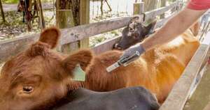 La Nación / Los productores piden prudencia en revisión de la vacunación