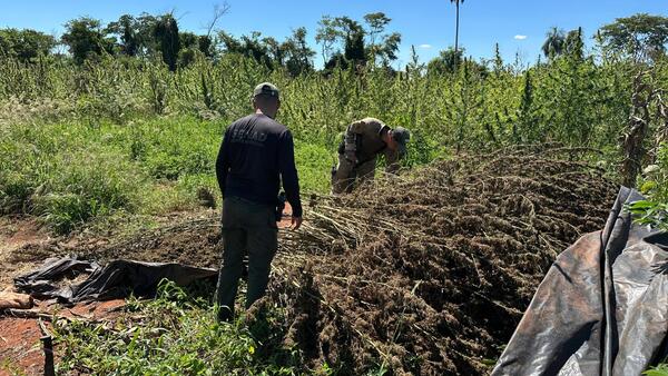 Paraguay lidera el mercado criminal de la marihuana