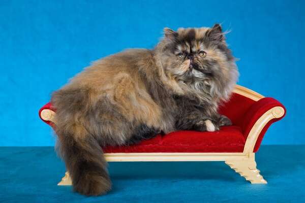 Cómo la reina Victoria de Inglaterra puso de moda a los gatos como mascotas de interior - Mascotas - ABC Color