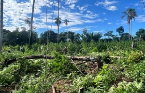 «Nueva Alianza 54» asesta millonario golpe al narcotráfico en zona protegida de Canindeyú