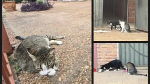 ¿Querés un gatito bendecido? El pa'i se retira y busca dueño para los michis