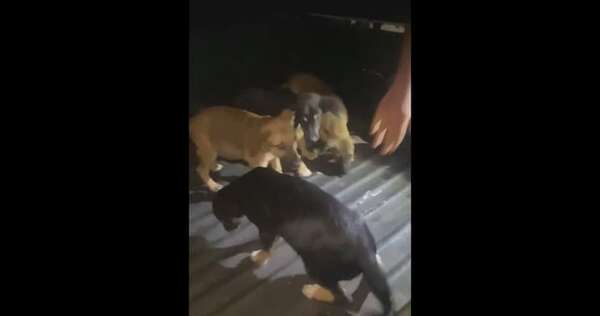 Policías rescatan a perritos abandonados y buscan familias adoptantes en Luque - Policiales - ABC Color