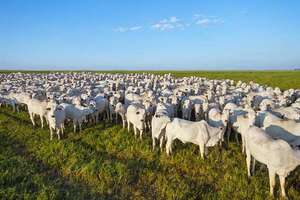 Paraguay registra caída del hato bovino en 9% y en  cantidad de productores del 16%  - ABC Rural - ABC Color