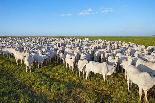 Paraguay registra caída del hato bovino en 9% y en  cantidad de productores del 16%  - ABC Rural - ABC Color