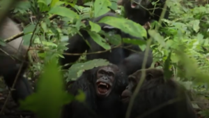 Uganda: La mayor comunidad de chimpancés salvajes se divide e instaura una violencia mutua