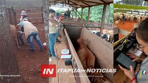 SENACSA AVANZA EN ETAPA FINAL DE VACUNACIÓN GANADERA EN ITAPÚA