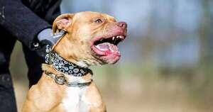 Diario HOY | Ataques de perros: claves para entender por qué ocurren y cómo prevenirlos