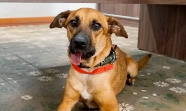 Canela muestra mejoría tras cirugía y vuelve a caminar