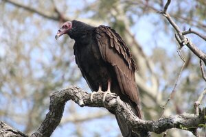 Los lúgubres guardianes invisibles: tres buitres de Paraguay