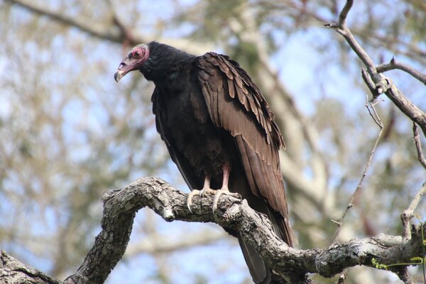Los lúgubres guardianes invisibles: tres buitres de Paraguay