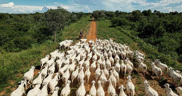 La Nación / Esquema sanitario es la principal garantía para sostener mercados internacionales, afirman