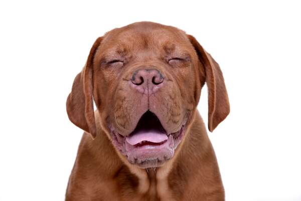 Trucos de limpieza: cómo eliminar las manchas de baba de perros de las paredes y muebles - Mascotas - ABC Color