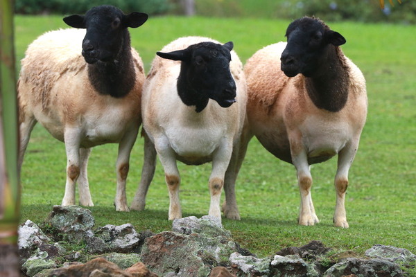Argentina: detectan scrapie en ovinos importados desde Paraguay y se activa alerta sanitaria