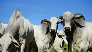 Medir para producir más: la genética entra en una nueva etapa con datos, garantías y negocio en la central de toros de Taurus