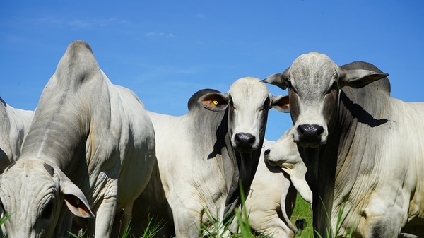 Medir para producir más: la genética entra en una nueva etapa con datos, garantías y negocio en la central de toros de Taurus
