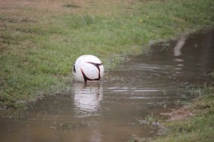 "Off" el arranque - San Lorenzo Hoy