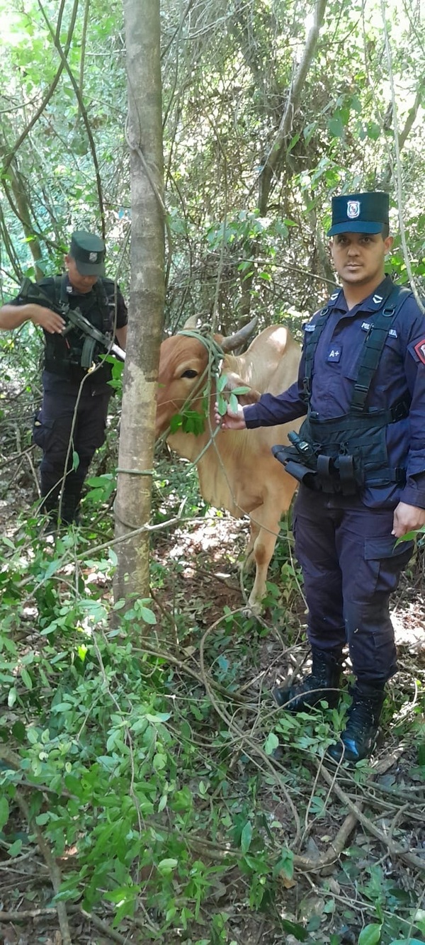 Recuperan vaca robada en Paso Horqueta tras rastrillaje policial - Concepción al Día