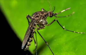 Salud Pública alerta por leve repunte de dengue y circulación de chikungunya