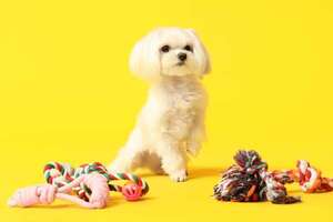 Mi perro gruñe cuando le quito un juguete: qué hacer ante la protección de recursos - Mascotas - ABC Color