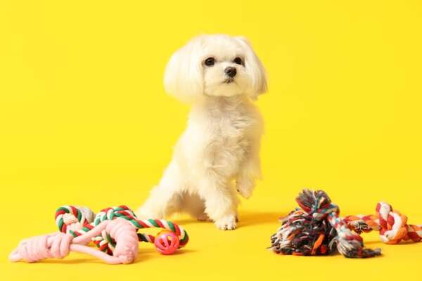 Mi perro gruñe cuando le quito un juguete: qué hacer ante la protección de recursos - Mascotas - ABC Color