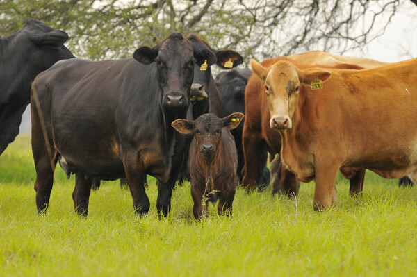 Stock bovino 2026: caen las categorías jóvenes y crece la base reproductiva del rodeo