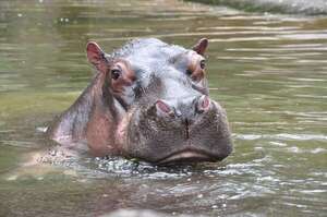 No logran reubicar hipopótamos de Pablo Escobar por mutación genética y plantean sacrificarlos - Ciencia - ABC Color