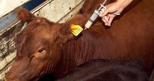 La Nación / Paraguay alcanza 99,28 % de vacunación contra la fiebre aftosa