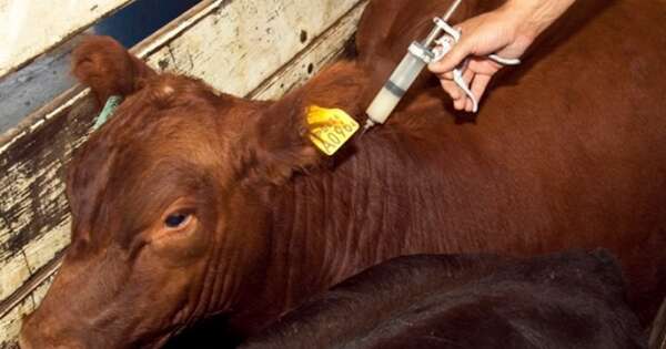 La Nación / Paraguay alcanza 99,28 % de vacunación contra la fiebre aftosa