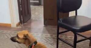 La Nación / De paseo en paseo: Canela llegó hasta Defensa Animal para exigir el cumplimiento de las leyes