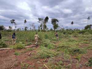 Operación “Nueva Alianza 54” ya sacó de circulación 200 toneladas de marihuana en 6 días