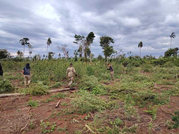 Operación “Nueva Alianza 54” ya sacó de circulación 200 toneladas de marihuana en 6 días