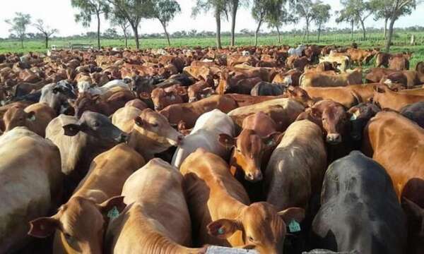 Vacunación antiaftosa 2026 alcanza 12,7 millones de bovinos - ABC Rural - ABC Color