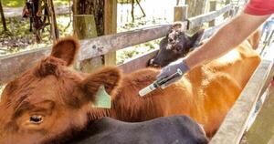 La Nación / Se alcanzó 99,28 % de vacunación contra la fiebre aftosa