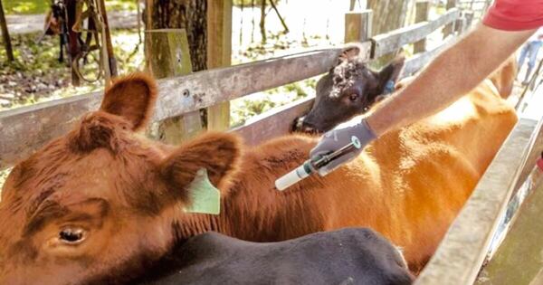 La Nación / Se alcanzó 99,28 % de vacunación contra la fiebre aftosa