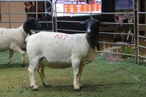 Paraguay no pierde su estatus sanitario: caso de scrapie en Argentina fue declarado autóctono por la OMSA