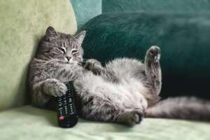 Gatos “antisociales”: guía para convivir con un felino que prefiere su propia compañía - Mascotas - ABC Color