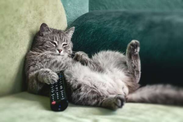 Gatos “antisociales”: guía para convivir con un felino que prefiere su propia compañía - Mascotas - ABC Color