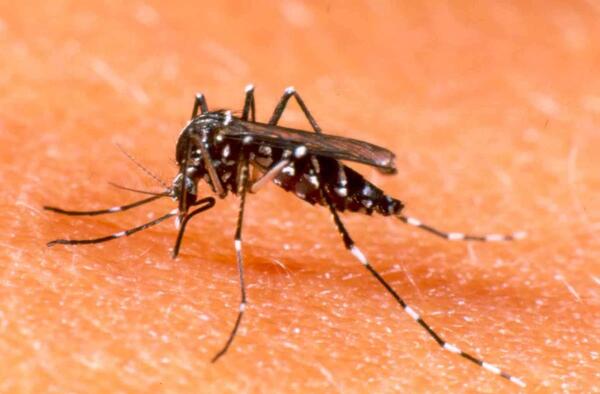 Salud Pública alerta por leve repunte de dengue y circulación de chikungunya