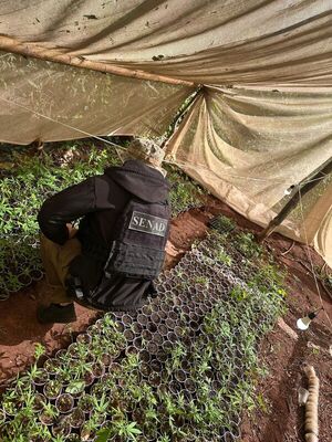 SENAD desmantela laboratorio de marihuana tipo “Skunk” en Santa Rosa del Aguaray - Concepción al Día