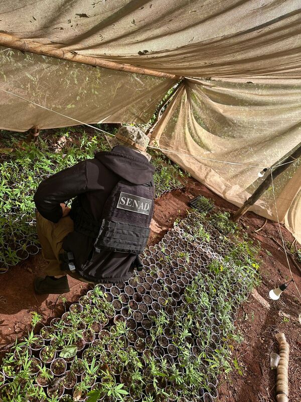 SENAD desmantela laboratorio de marihuana tipo “Skunk” en Santa Rosa del Aguaray - Concepción al Día