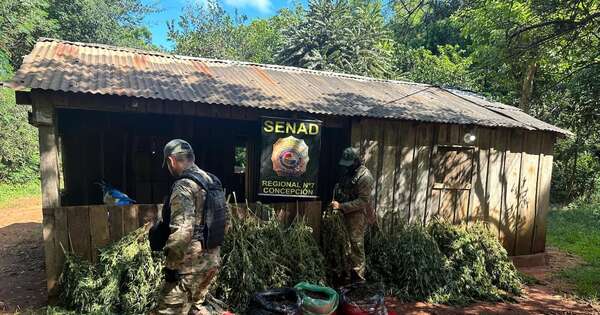 La Nación / Desarticulan estructura de cultivo de “Skunk” en zona rural