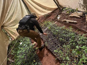 SENAD desmantela laboratorio de marihuana “Skunk” con infraestructura de cultivo intensivo