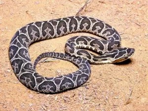 Bomberos retiran una serpiente hallada en una casa de Ñemby