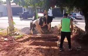 Vaca cayó en un pozo en Lambaré: así fue el rescate - Nacionales - ABC Color