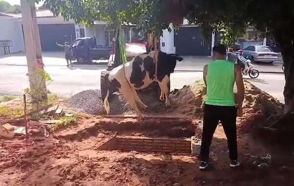 Vaca cayó en un pozo en Lambaré: así fue el rescate - Nacionales - ABC Color