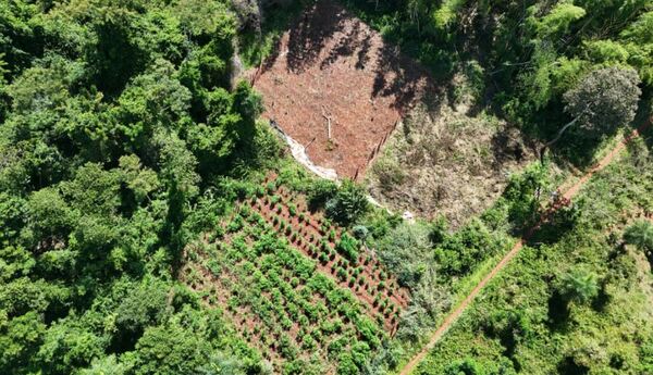 Desmantelaron un laboratorio de marihuana «VIP»