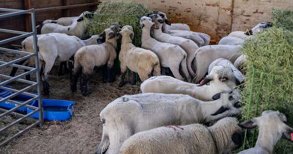 La Nación / Detectan en Argentina los primeros casos de scrapie clásico en ovinos importados desde Paraguay